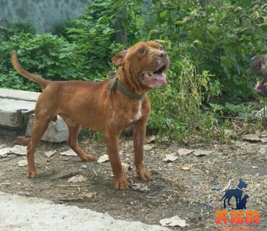 比特犬为什么被禁养，比特被禁养的原因