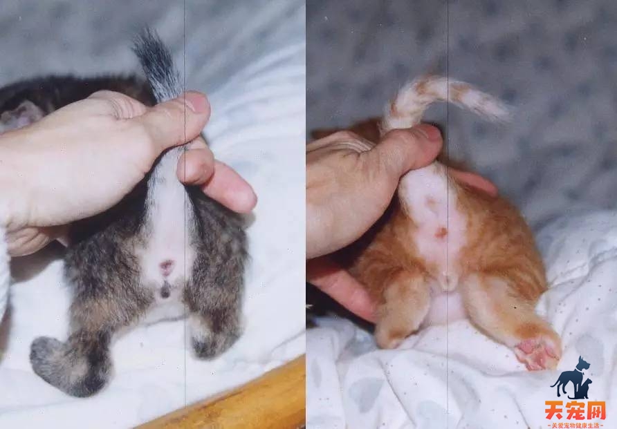 母猫有蛋蛋吗?