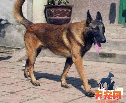 马犬发烧怎么办,如何治疗？