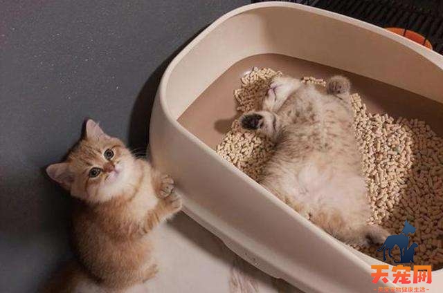 小猫会自己去猫砂盆上厕所吗