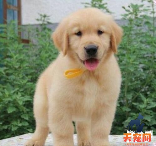 【金毛犬多少钱一只】2022金毛犬价格行情分析