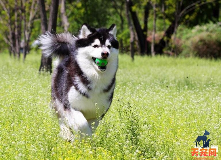 阿拉斯加犬感冒怎么办，怎么治疗?