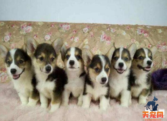 教你如何挑选健康的柯基幼犬