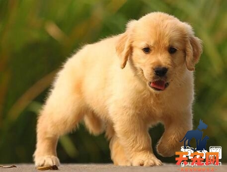 【金毛幼犬怎么养】金毛幼犬的饲养方法及注意事项