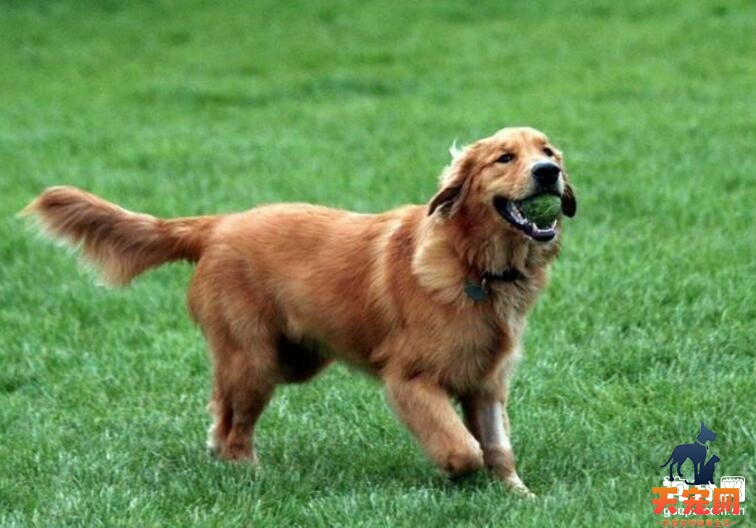 训练金毛犬需要注意哪些事项？