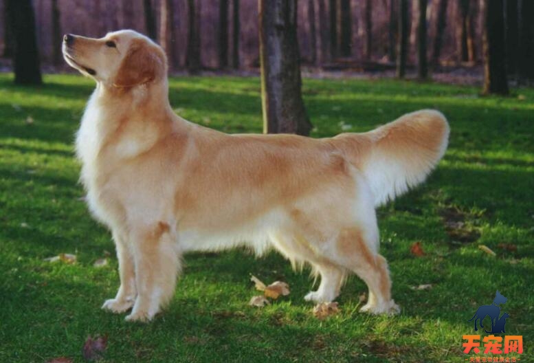 怎么挑选纯种金毛犬，纯种金毛的图片和特征