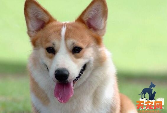 柯基犬聪明吗，柯基犬智商相当于几岁的小孩