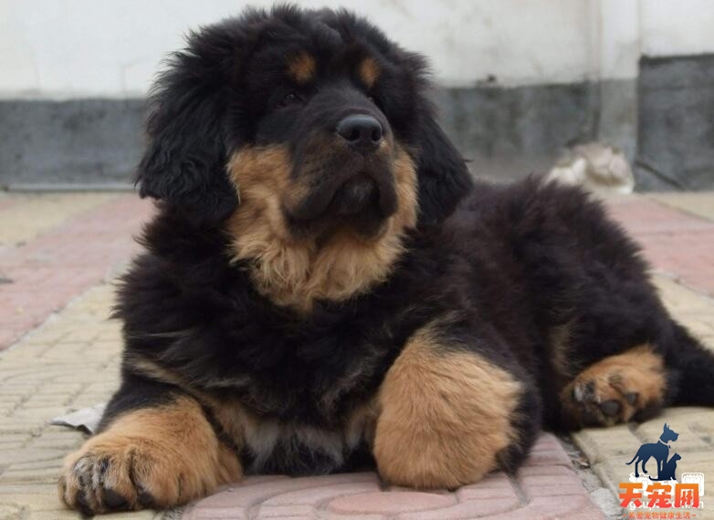 怎么挑选藏獒幼犬？挑选优质藏獒幼犬的技巧
