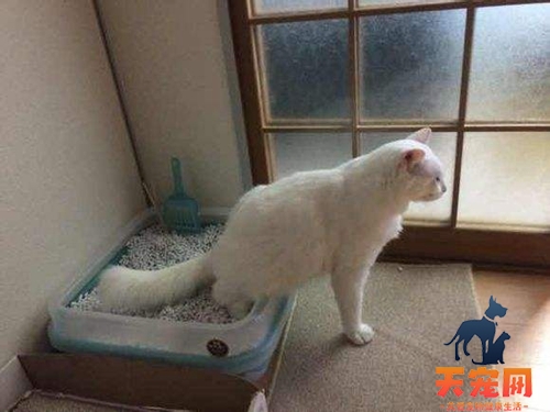 训练猫咪用猫砂盆 猫咪厕所训练方法