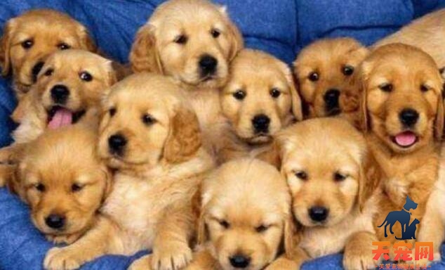 如何正确的帮助金毛犬分娩？四个步骤献给大家！