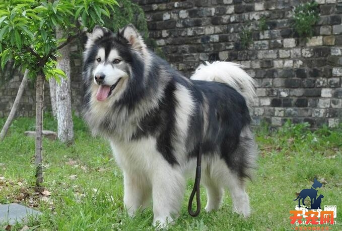 阿拉斯加犬的繁殖期需要注意什么