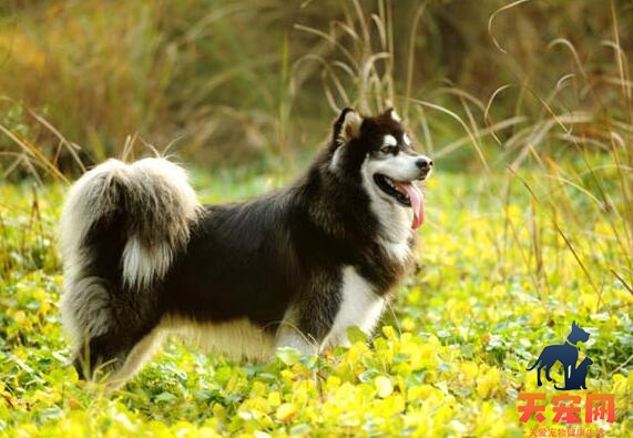 阿拉斯加犬咳嗽怎么办，找准病因是关键