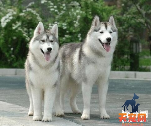 为什么这么多人选购哈士奇？