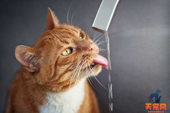 猫咪喝水是温水还是冷水