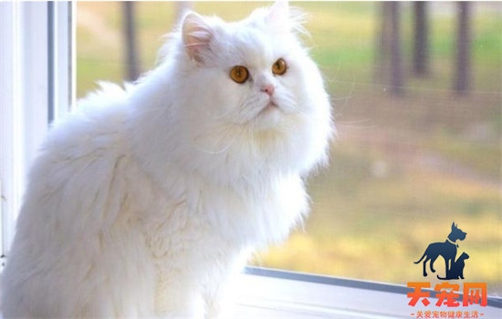 ​猫咪怀孕了可以吃化毛膏吗