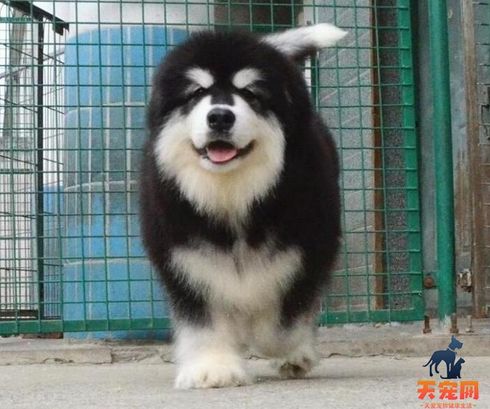 北京阿拉斯加幼犬价格，北京哪里阿拉斯加出售