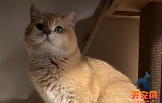 金渐层母猫会发腮吗