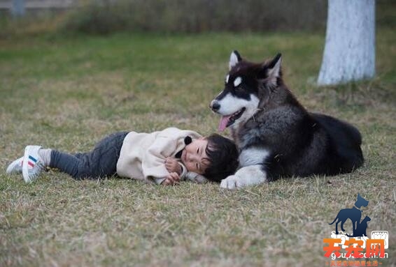 阿拉斯加对小孩友善吗，阿拉斯加犬的性格