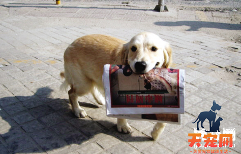 训练拉布拉多犬给你送报纸的方法