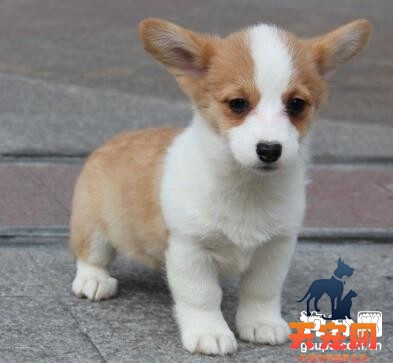 饲养柯基犬需要做的五项准备工作