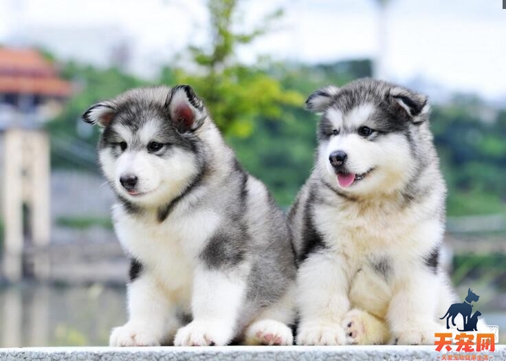 阿拉斯加犬的性格特点大盘点