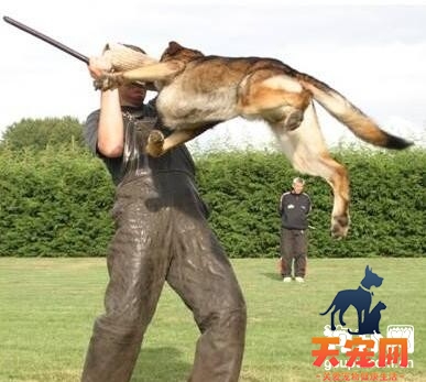 德国牧羊犬容易训练吗