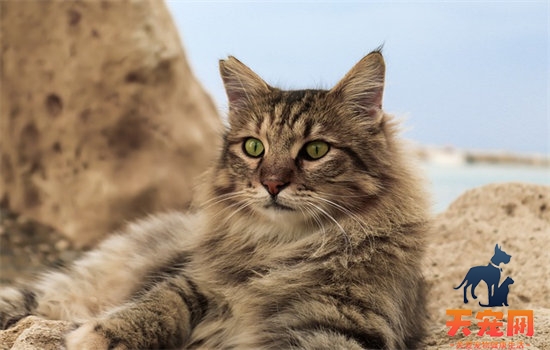 沙漠猫能家养吗