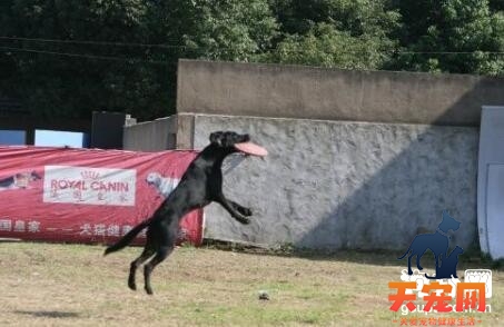 拉布拉多犬空中接物训练