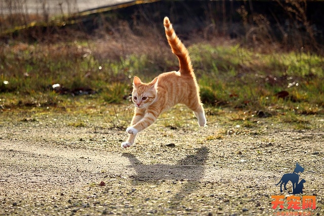 猫生孩子自己能解决吗