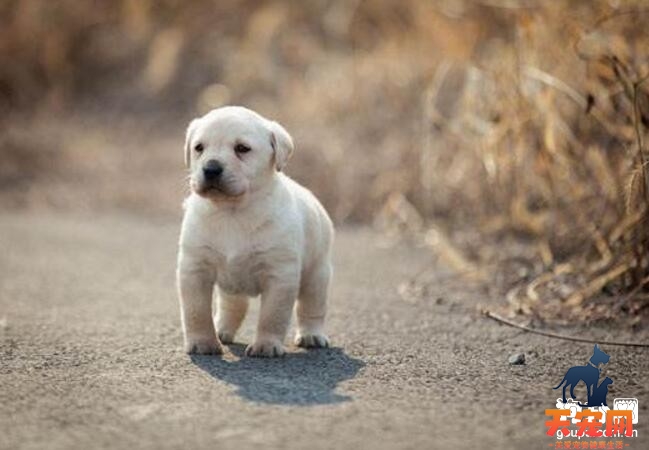 拉布拉多幼犬可能引发的一些疾病问题有哪些？