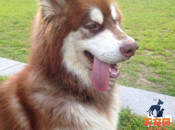 阿拉斯加犬性格怎么样？