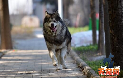 养成阿拉斯加犬健康运动的习惯