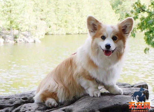 柯基犬好饲养吗?选择饲养柯基犬的9个原因