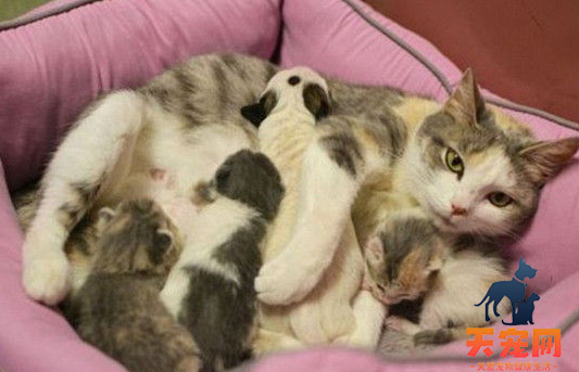 母猫生完小猫多久可以再怀孕