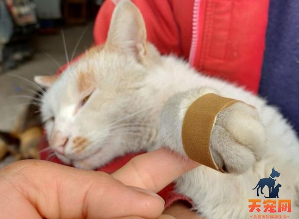 猫打架受伤怎么处理伤口