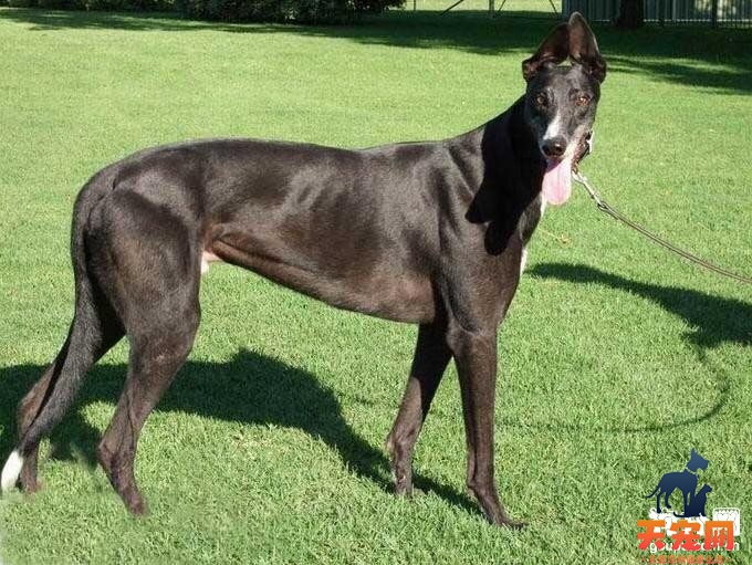 如何挑选一只优秀的格力犬