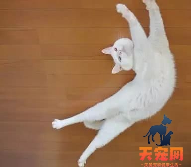 猫为什么可以拉长 猫为什么喜欢拉长身体睡觉