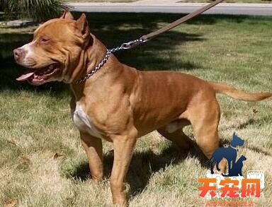 比特犬耳朵清理注意事项