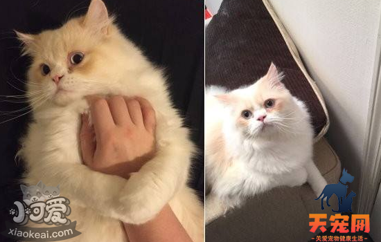 猫常见的疾病有哪些 该如何预防