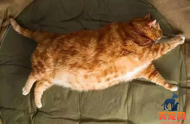 橘猫为什么一直在吃这么能吃 橘猫为什么食量那么大