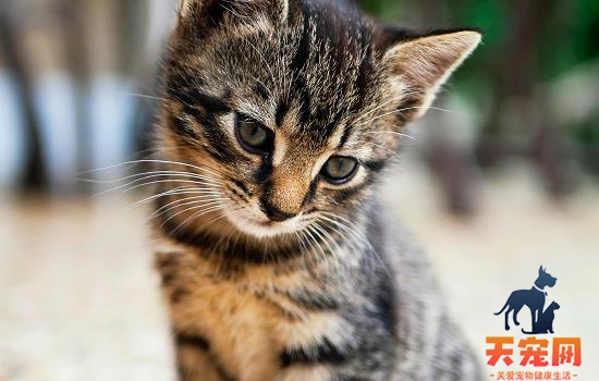 猫溃疡性结膜炎可以治愈吗