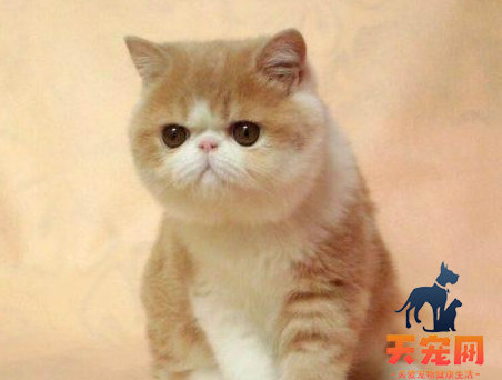 加菲猫为什么掉价了 加菲天生带有基因缺陷