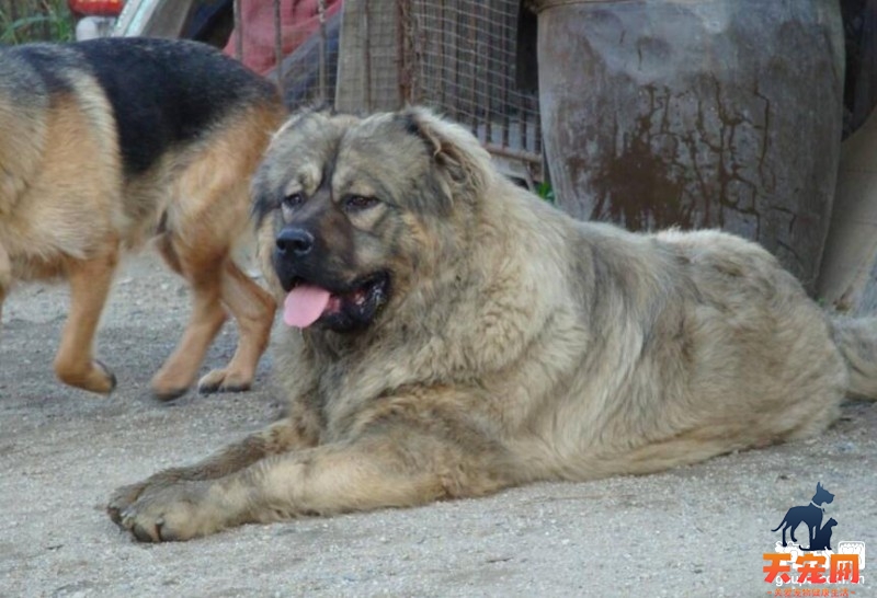 高加索犬螨虫病的症状有哪些