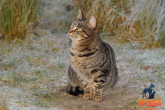 三个月的小猫能吃什么