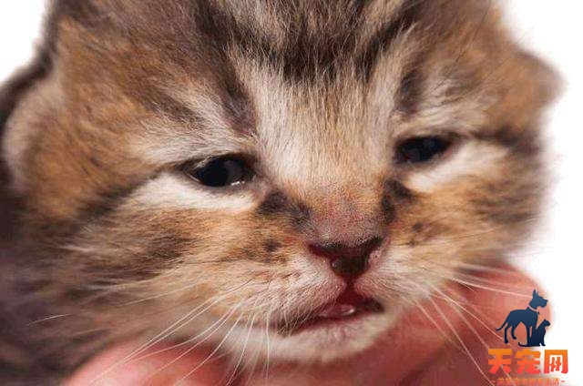 猫尿结石症状 如何预防猫咪尿结石？