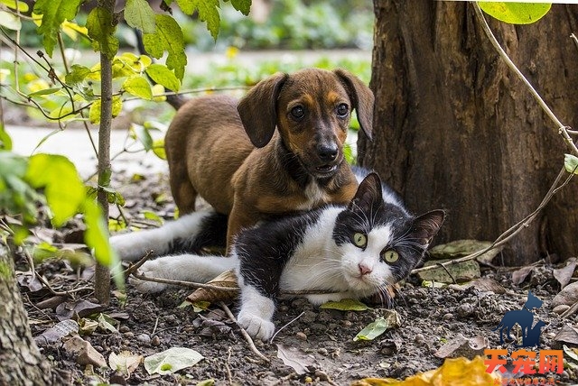 猫咪可不可以吃鸡蛋白