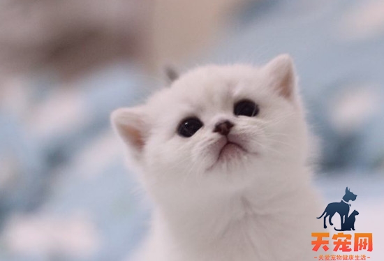 银渐层猫容易生病吗
