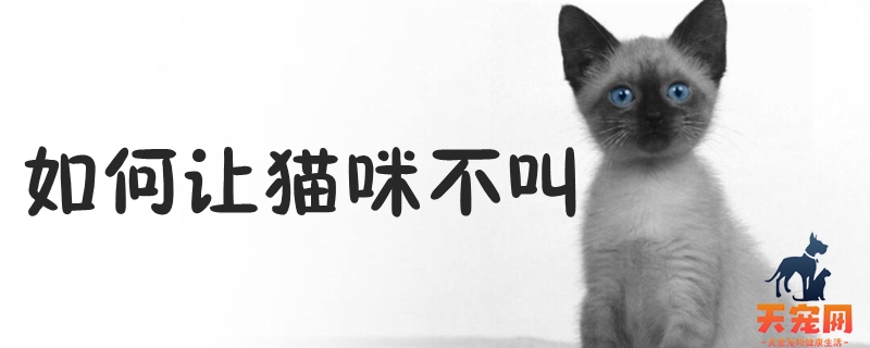 如何让猫咪不叫