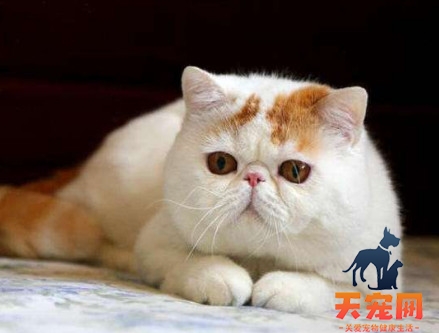 猫不喝水会怎么样