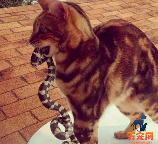 猫为什么会抓蛇回家 猫为什么往家里叼蛇